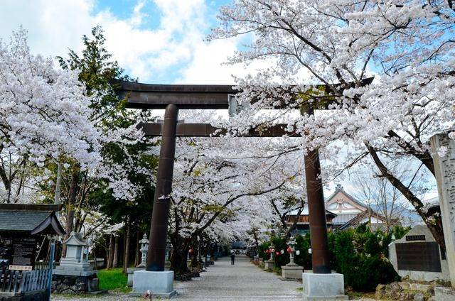 日本小众景点看樱花,景色美还免费,这样的浪漫花海会把人看哭14