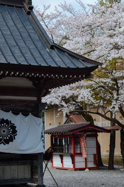 日本小众景点看樱花,景色美还免费,这样的浪漫花海会把人看哭15