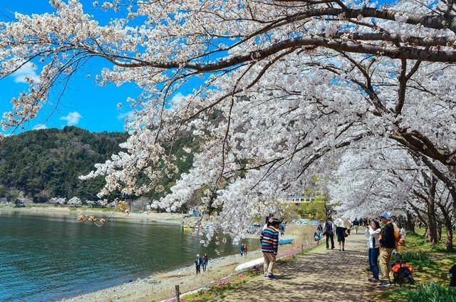 不负春光,一辈子一定要去日本看一次樱花雨,浪漫无比2