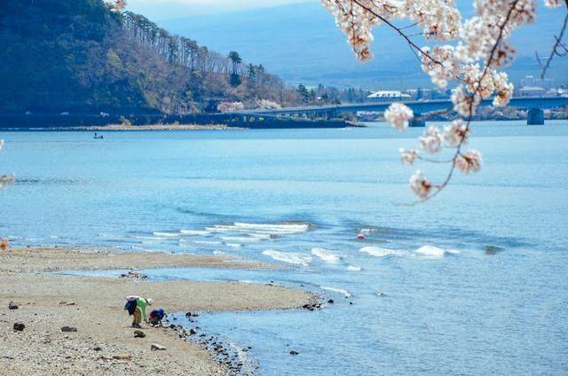 不负春光,一辈子一定要去日本看一次樱花雨,浪漫无比3