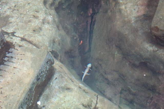 在湖南永州,竟然藏着一个“小凤凰古城”,门票免费景色太美25