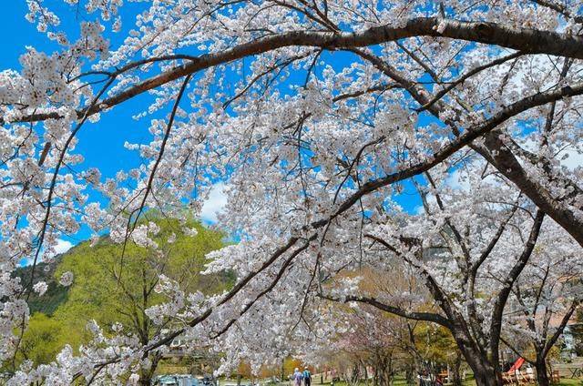 不负春光,一辈子一定要去日本看一次樱花雨,浪漫无比4