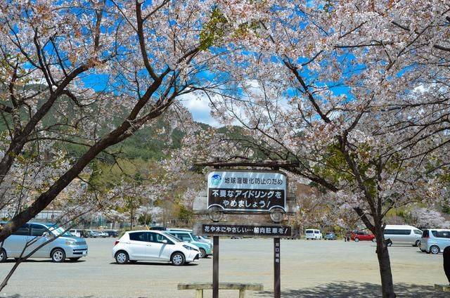 不负春光,一辈子一定要去日本看一次樱花雨,浪漫无比5
