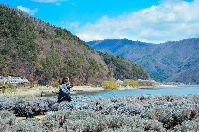 不负春光,一辈子一定要去日本看一次樱花雨,浪漫无比8