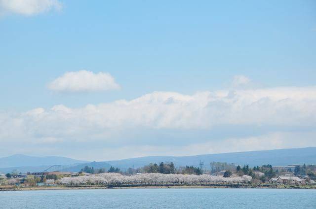 不负春光,一辈子一定要去日本看一次樱花雨,浪漫无比11