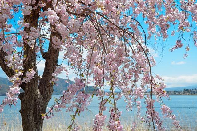 不负春光,一辈子一定要去日本看一次樱花雨,浪漫无比12