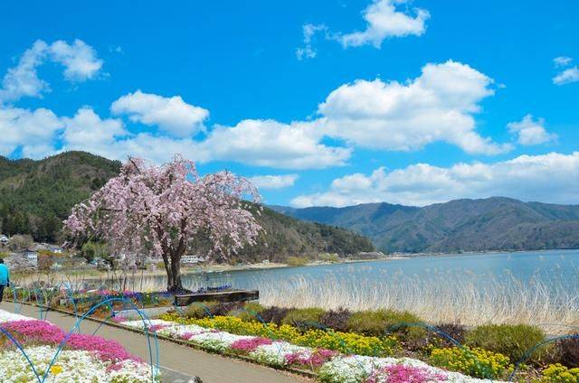 不负春光,一辈子一定要去日本看一次樱花雨,浪漫无比14