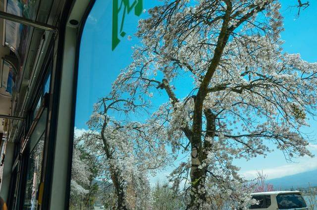 不负春光,一辈子一定要去日本看一次樱花雨,浪漫无比17