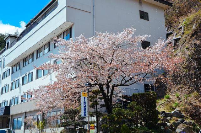 不负春光,一辈子一定要去日本看一次樱花雨,浪漫无比18