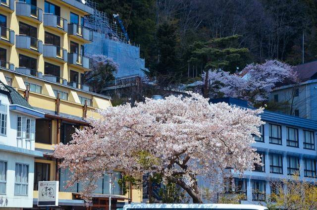 不负春光,一辈子一定要去日本看一次樱花雨,浪漫无比20