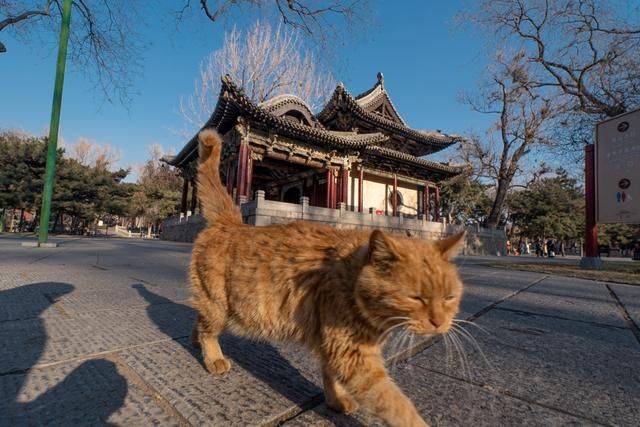 太原城郊有个花样繁多的戏台,光听名字就可以感受厚重的文化积淀11