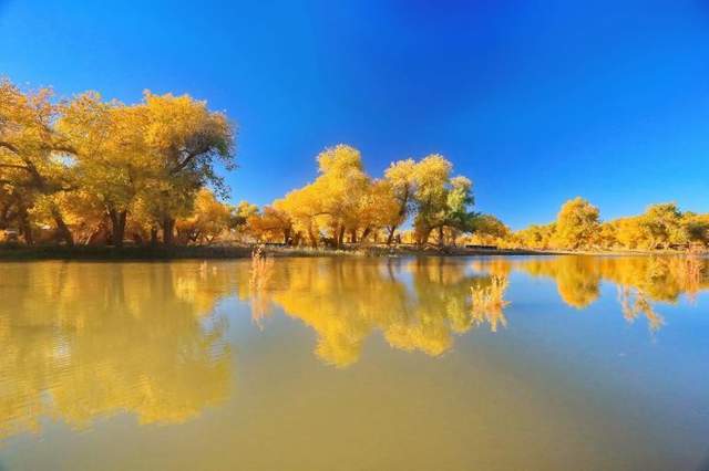 驼铃,胡杨,可可托海的彼岸4