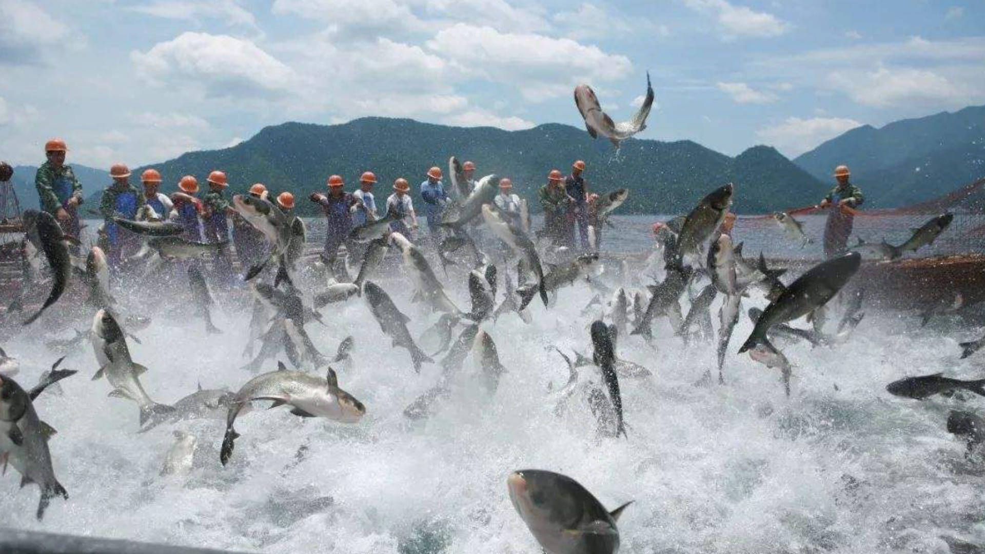 原创 新疆沙漠遍布,却是渔业大省,鱼是怎么养的跟棉花一样好的?5