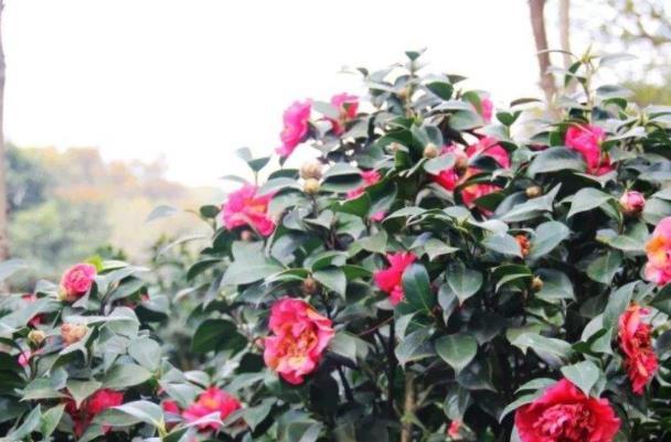 佛山春季赏花好去处 花海景点推荐2