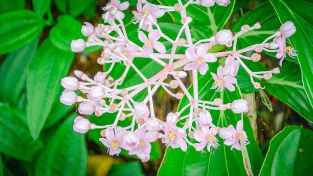 印尼旅游不可错过的一站:火山下的梦幻仙境,随手一拍就是大片16