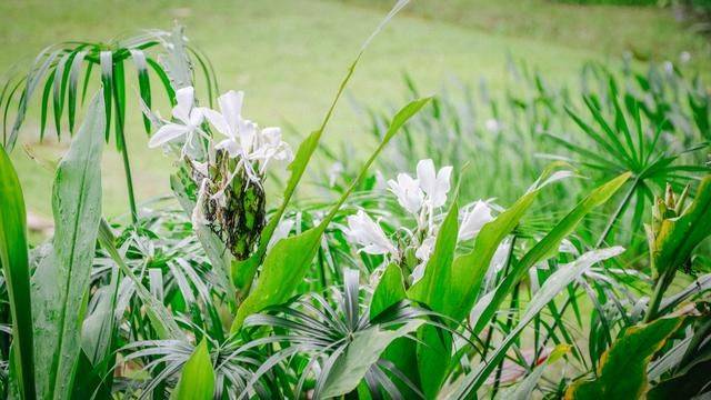 火山脚下的餐厅拥有一流景色,误入爱丽丝梦游仙境,随手就是大片1
