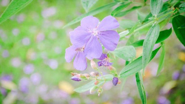 火山脚下的餐厅拥有一流景色,误入爱丽丝梦游仙境,随手就是大片4
