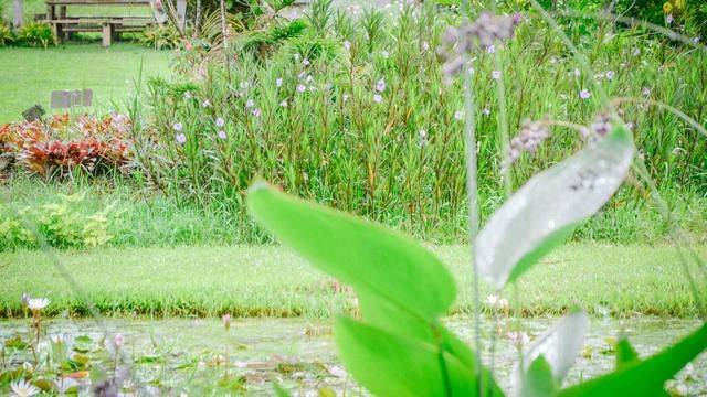 火山脚下的餐厅拥有一流景色,误入爱丽丝梦游仙境,随手就是大片17