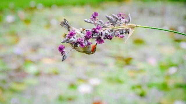 火山脚下的餐厅拥有一流景色,误入爱丽丝梦游仙境,随手就是大片19