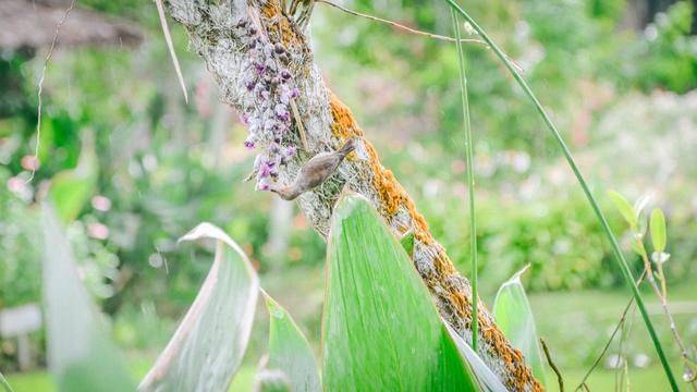 火山脚下的餐厅拥有一流景色,误入爱丽丝梦游仙境,随手就是大片20