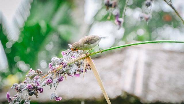 火山脚下的餐厅拥有一流景色,误入爱丽丝梦游仙境,随手就是大片22