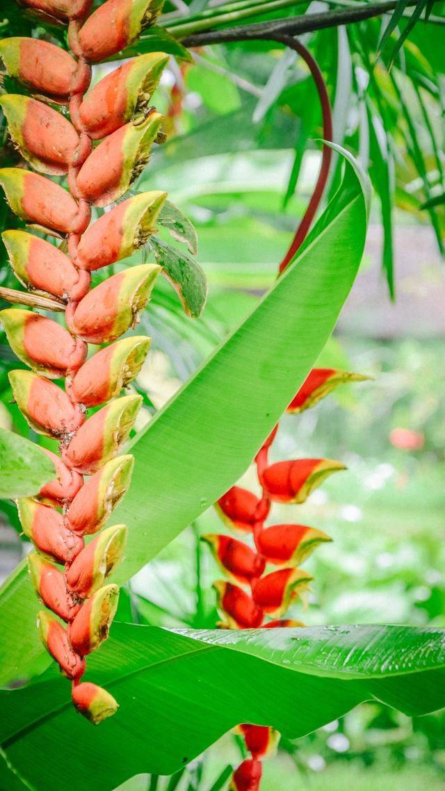 火山脚下的餐厅拥有一流景色,误入爱丽丝梦游仙境,随手就是大片24