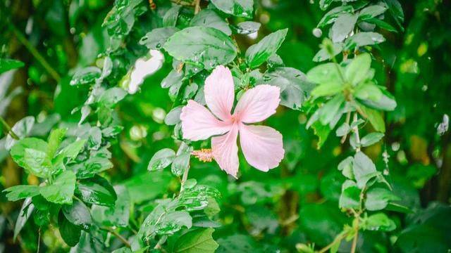 火山脚下的餐厅拥有一流景色,误入爱丽丝梦游仙境,随手就是大片26