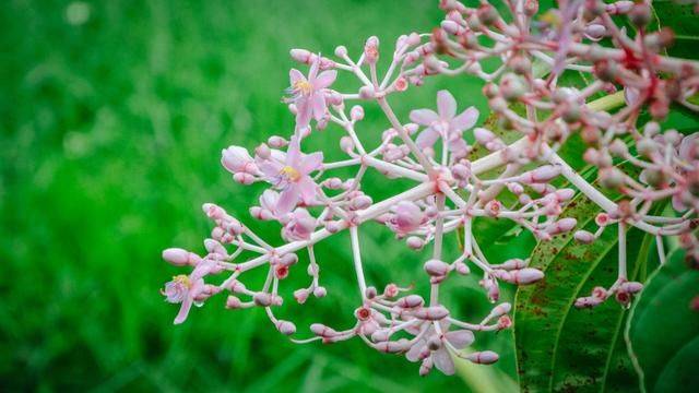 火山脚下的餐厅拥有一流景色,误入爱丽丝梦游仙境,随手就是大片27