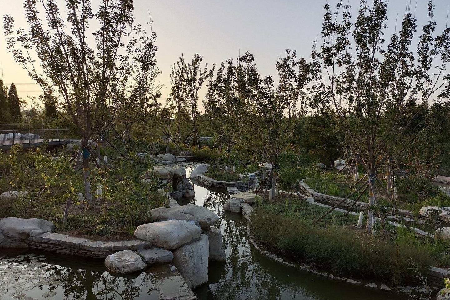 原创 金色季节之温榆河公园西园（下），路遇黏人狸花猫2