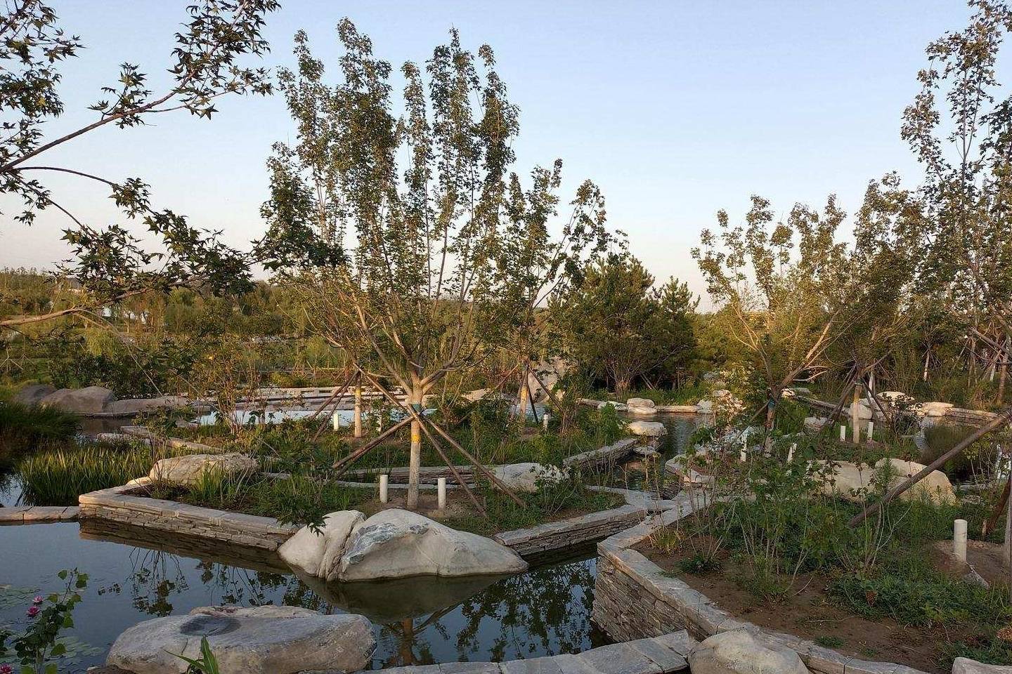 原创 金色季节之温榆河公园西园（下），路遇黏人狸花猫3