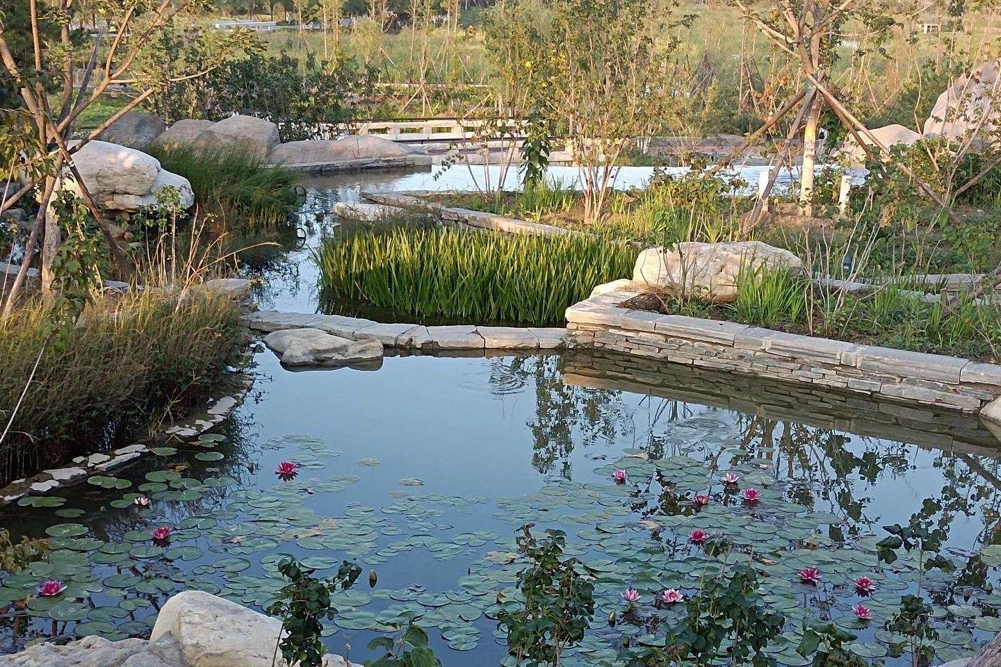 原创 金色季节之温榆河公园西园（下），路遇黏人狸花猫4