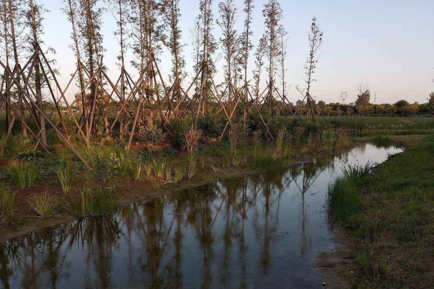 原创 金色季节之温榆河公园西园（下），路遇黏人狸花猫5