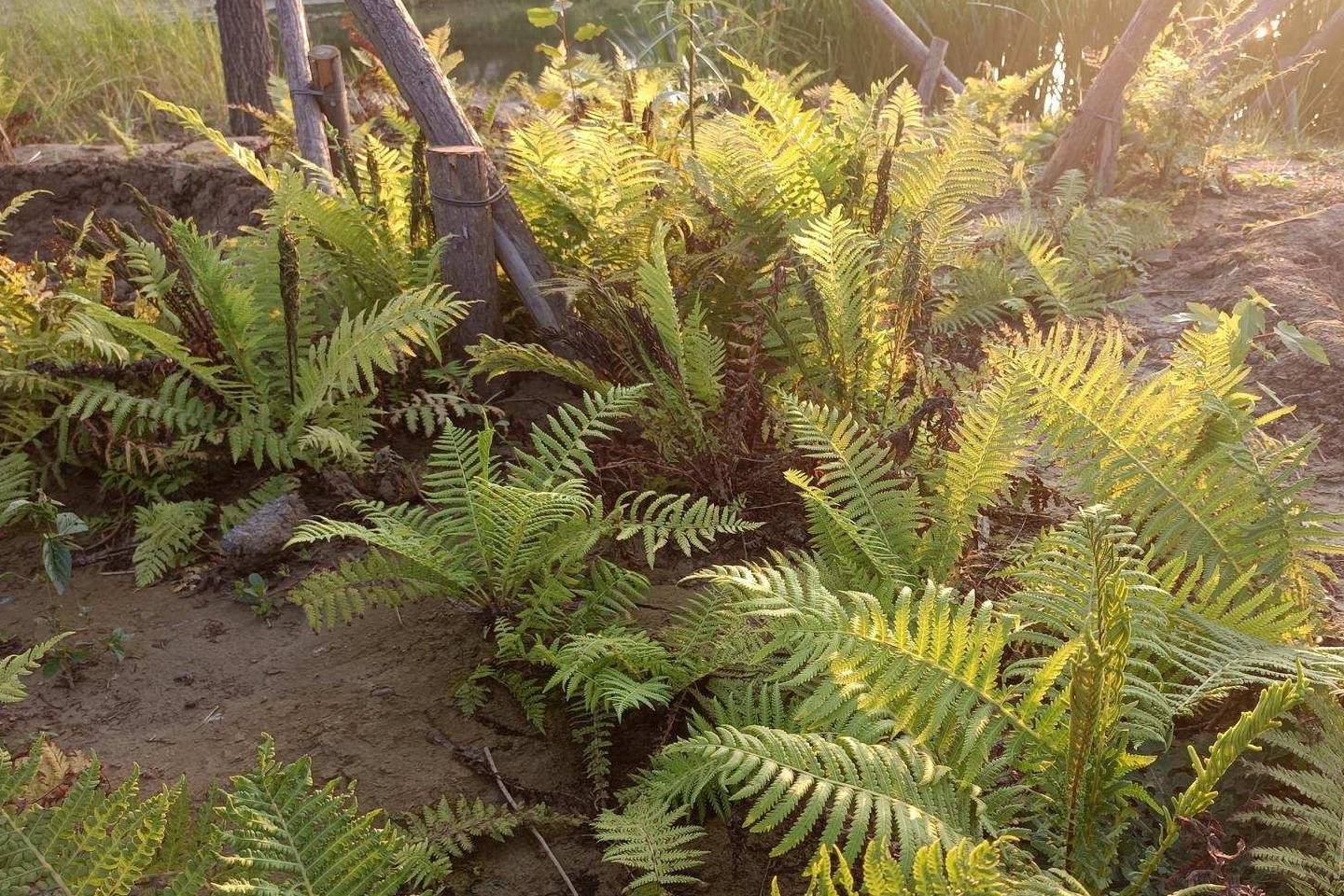 原创 金色季节之温榆河公园西园（下），路遇黏人狸花猫6