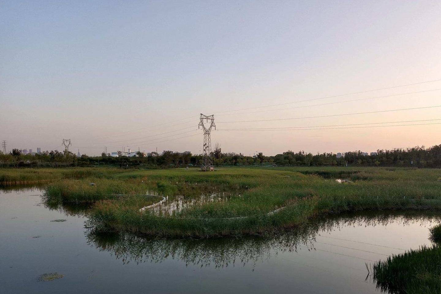 原创 金色季节之温榆河公园西园（下），路遇黏人狸花猫7