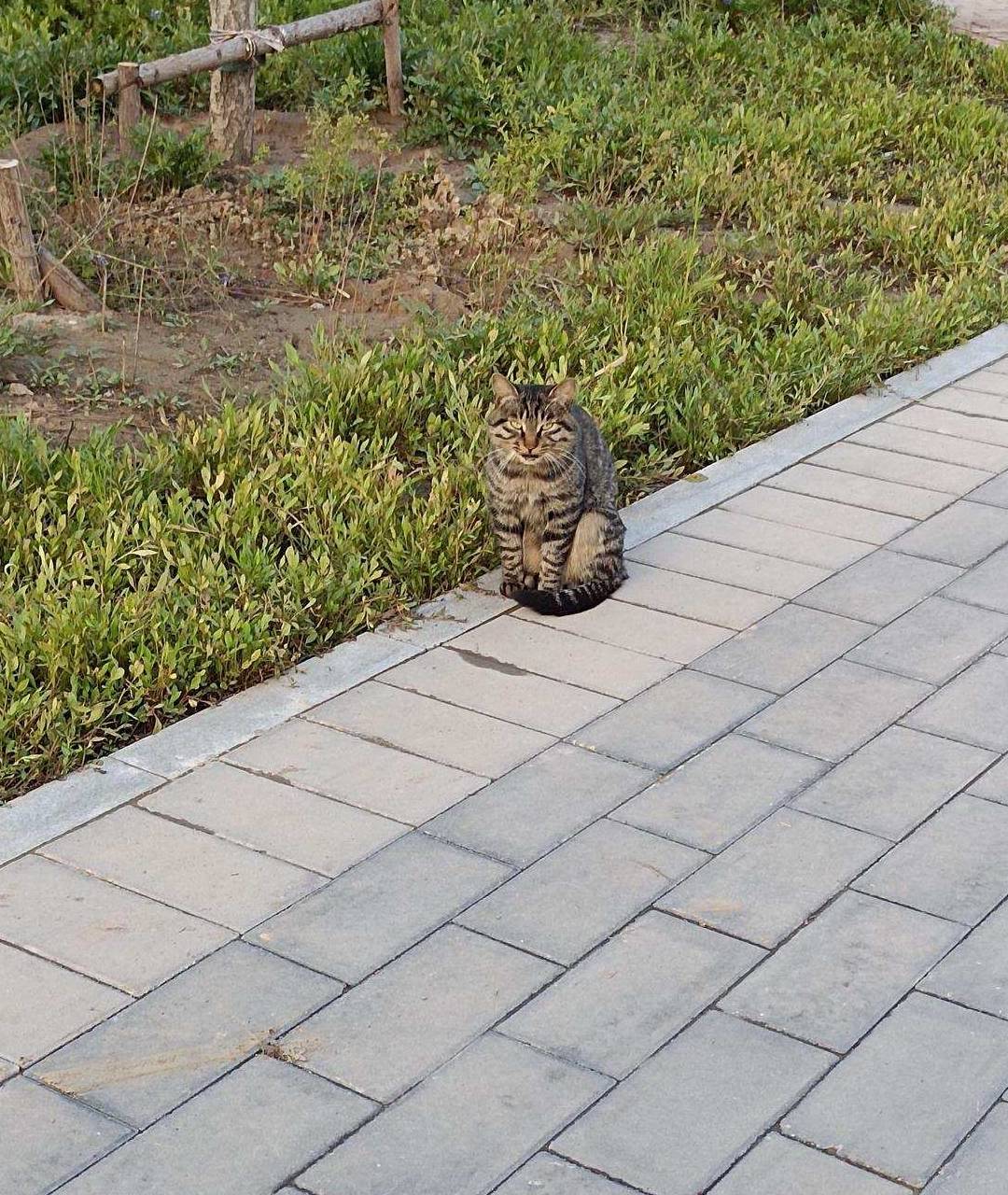 原创 金色季节之温榆河公园西园（下），路遇黏人狸花猫9