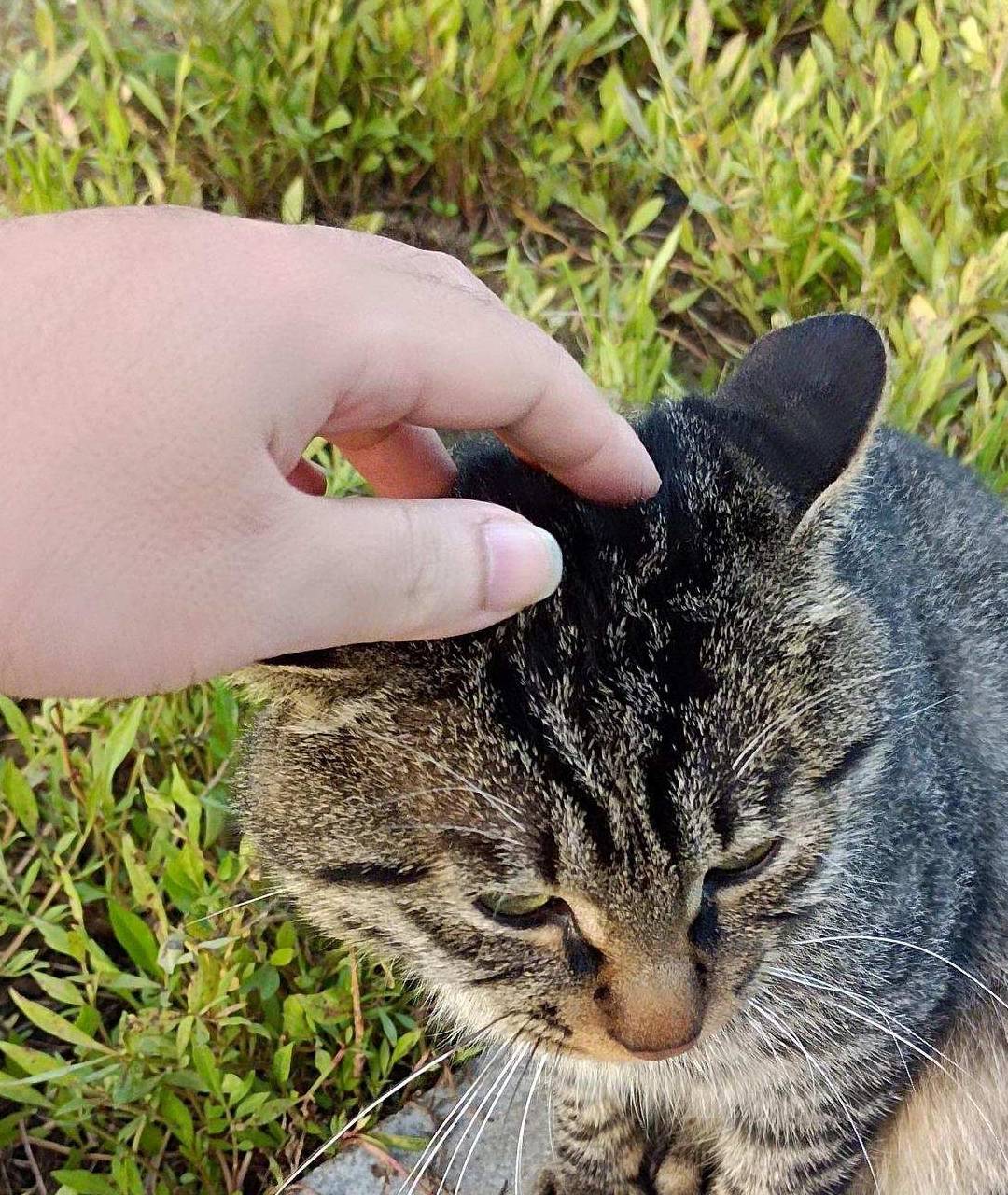 原创 金色季节之温榆河公园西园（下），路遇黏人狸花猫10