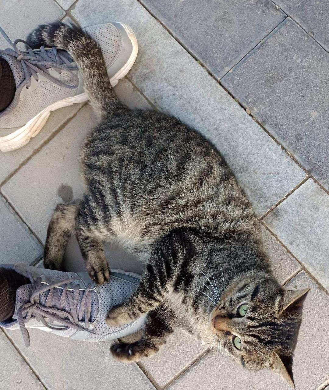 原创 金色季节之温榆河公园西园（下），路遇黏人狸花猫11