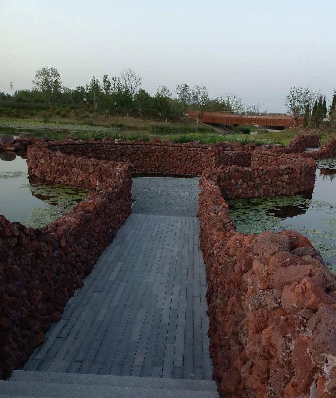 原创 金色季节之温榆河公园西园（下），路遇黏人狸花猫13