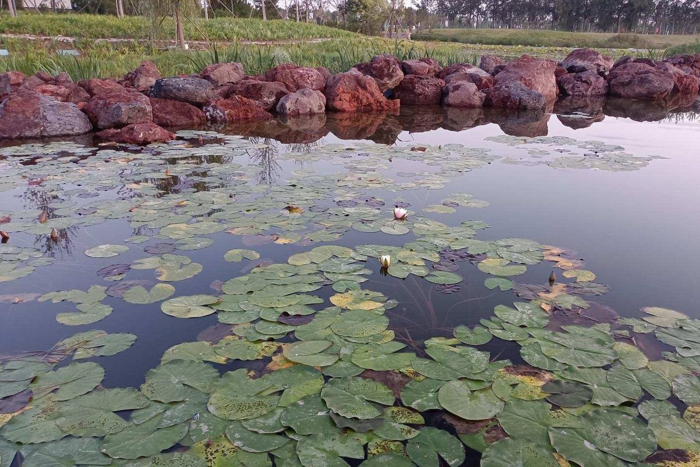 原创 金色季节之温榆河公园西园（下），路遇黏人狸花猫14