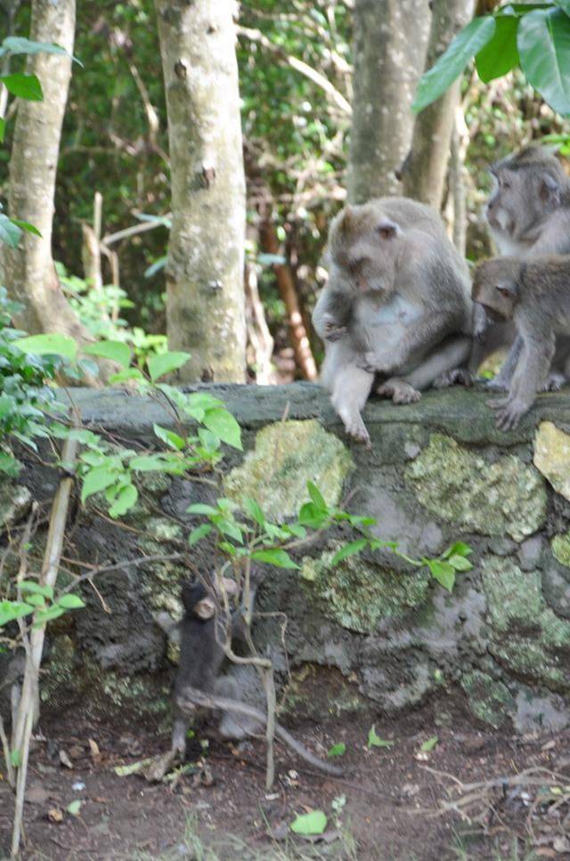 巴厘岛最美海滩，曾经有一对情侣殉情，如今成为著名景点24