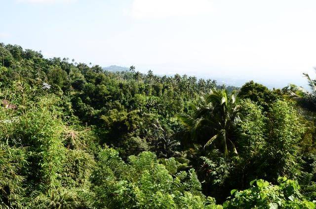 印尼都推荐旅游的菜市场，蟒蛇蝙蝠一样不少，你想来挑战一下吗3