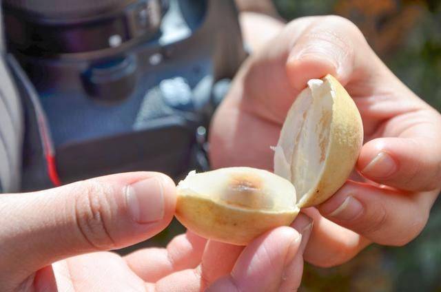 印尼都推荐旅游的菜市场，蟒蛇蝙蝠一样不少，你想来挑战一下吗5