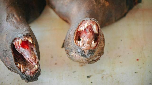 印尼都推荐旅游的菜市场，蟒蛇蝙蝠一样不少，你想来挑战一下吗13