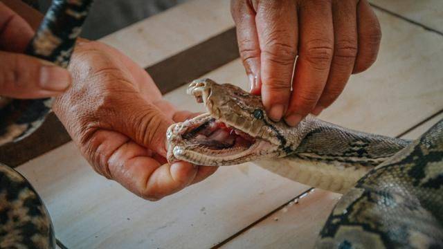 印尼都推荐旅游的菜市场，蟒蛇蝙蝠一样不少，你想来挑战一下吗17