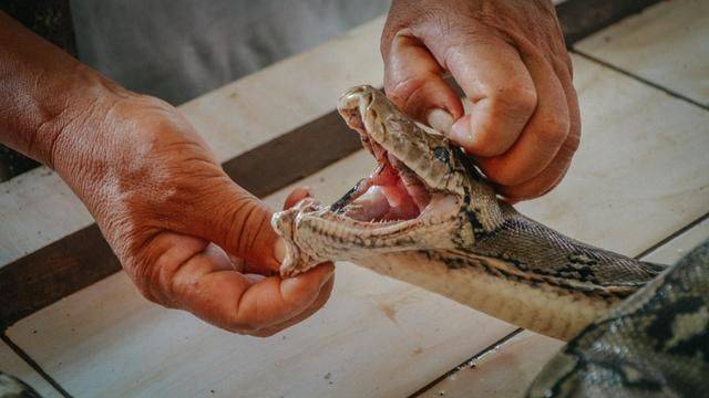 印尼都推荐旅游的菜市场，蟒蛇蝙蝠一样不少，你想来挑战一下吗18