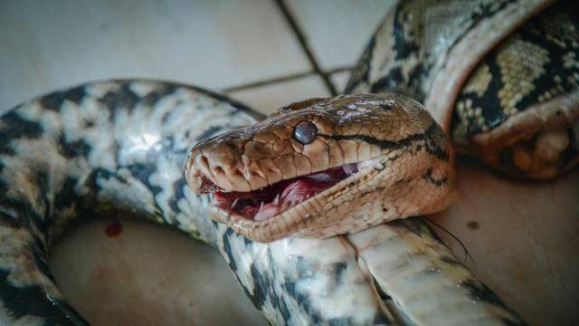 印尼都推荐旅游的菜市场，蟒蛇蝙蝠一样不少，你想来挑战一下吗19
