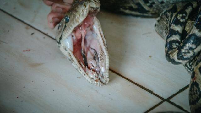 印尼都推荐旅游的菜市场，蟒蛇蝙蝠一样不少，你想来挑战一下吗20