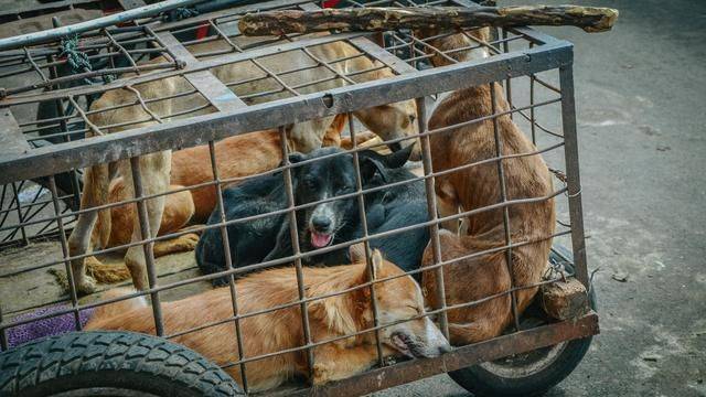 印尼都推荐旅游的菜市场，蟒蛇蝙蝠一样不少，你想来挑战一下吗23