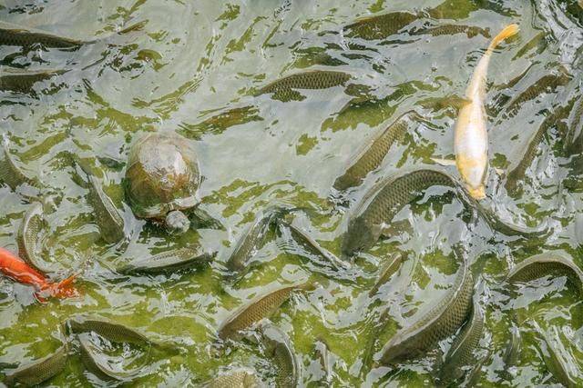 这里比丽江美,是云南最低调的古城,2022点一定要来打卡23