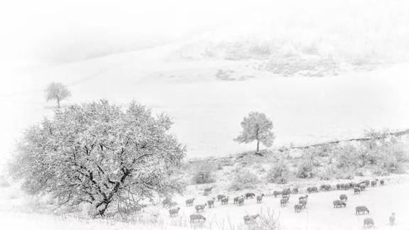 原创 来银装素裹的阿鲁科尔沁,听一曲草原上的“冬日恋歌”……15